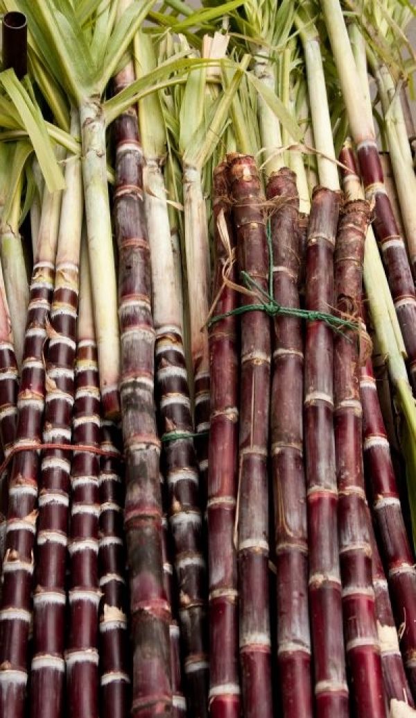 On note une pénurie de canne à sucre brésilienne, notamment en raison de conditions climatiques défavorables.