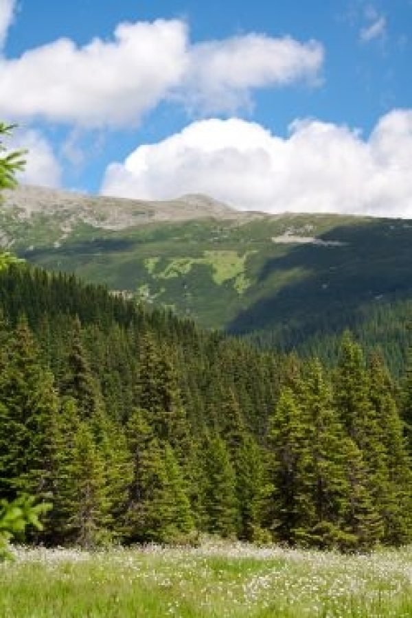 La forêt des Carpathes à Poiana Pelegii en été dans les monts Retezat, en Roumanie.