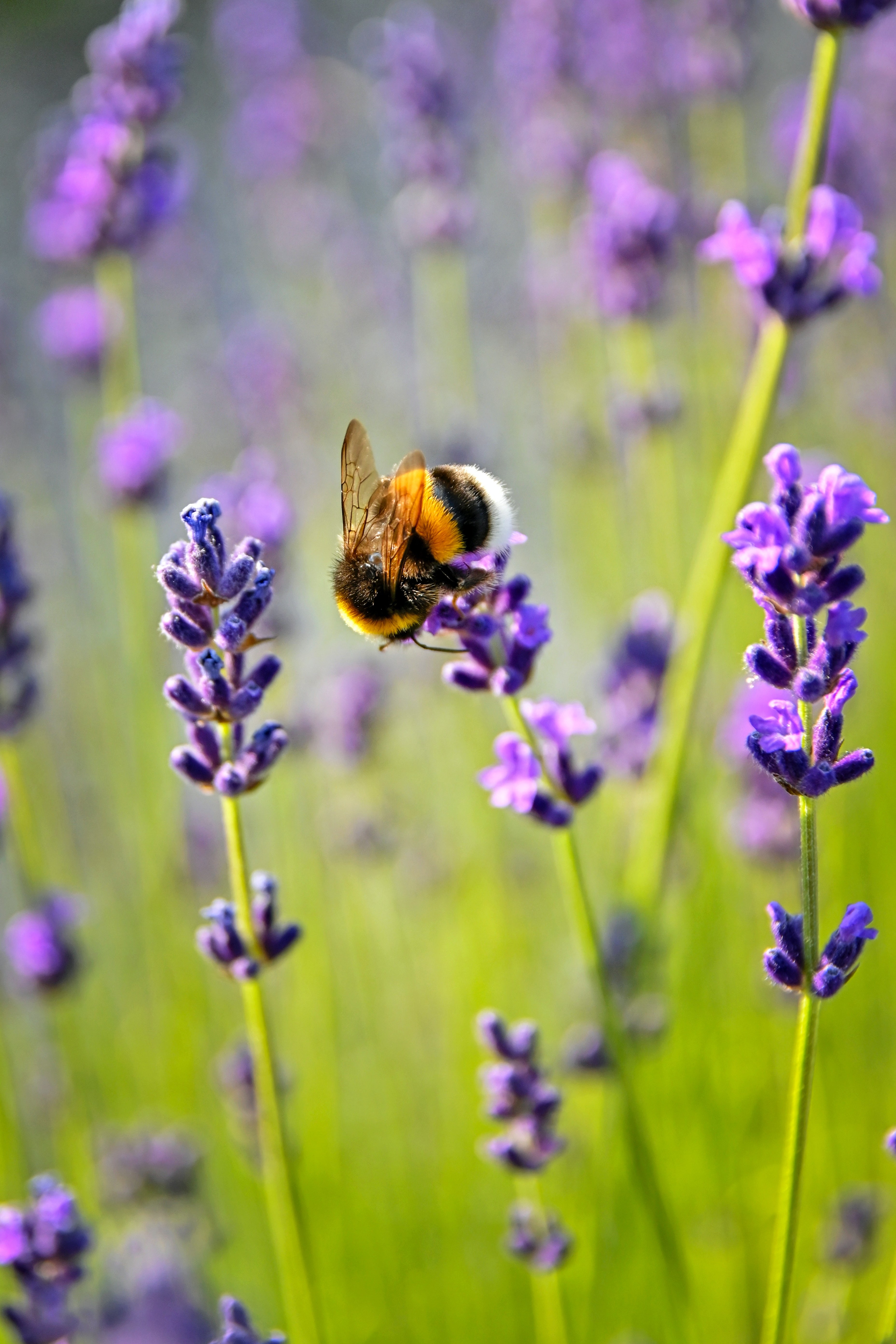 abeilles vertus du miel santé