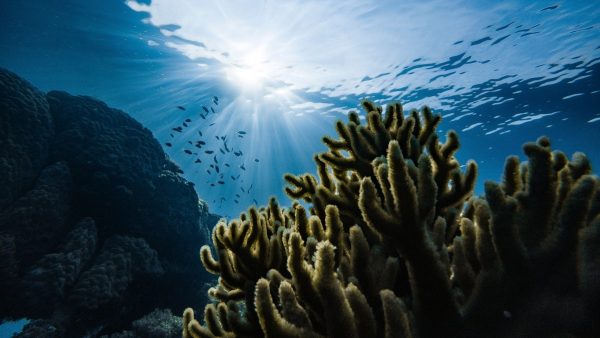 Fonds marins algue beaute blue beauty ocean