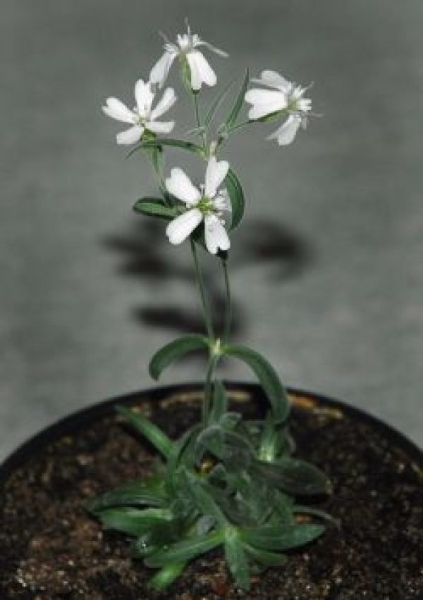 La "Silene stenophylla", plante herbacée régénérée à partir de graines vieilles de plus de 30.000 ans par des scientifiques russes.