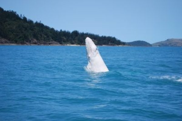 Un baleineau blanc à Port Cid dans les îles Whitsunday.
