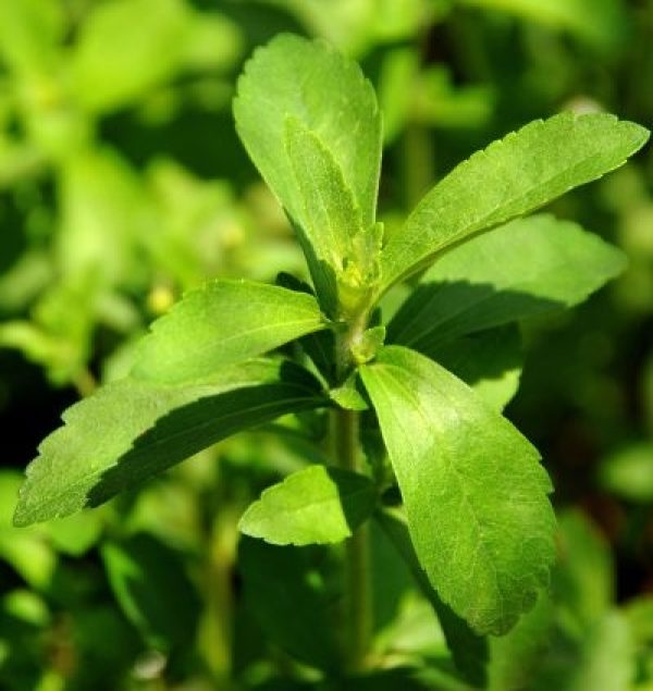 Un plant de stevia plant.