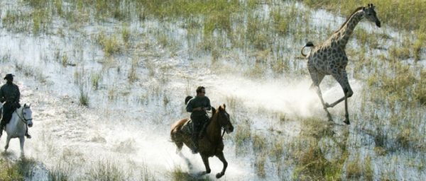 <b>Cheval d’Aventure</b> propose un safari à cheval à la rencontre des animaux sauvage, accompagné du célèbre cavalier Pierre Durand.