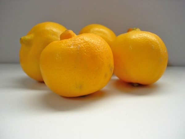 Le citron bergamote.