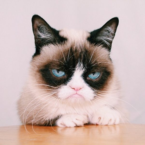 Primus inter pares: Grumpy, le chat le plus connu d'Instagram (et du monde) s'est invité chez Vogue ou aux MTV movie awards. Instragram.com/grumpythecat
