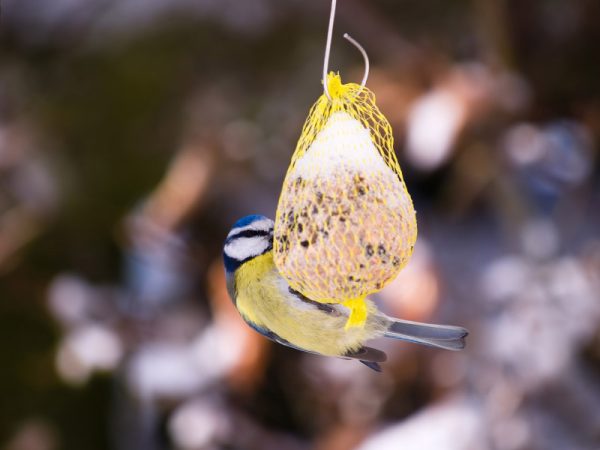 Pour attirer le plus d’espèces d’oiseaux possible, mieux vaut diversifier les graines.