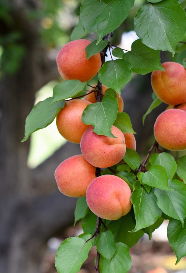 Au commencement de la chaîne, les magnifiques abricots cultivés par Vital Pralong, à Salins, dont sont extraits les actifs et l’huile.