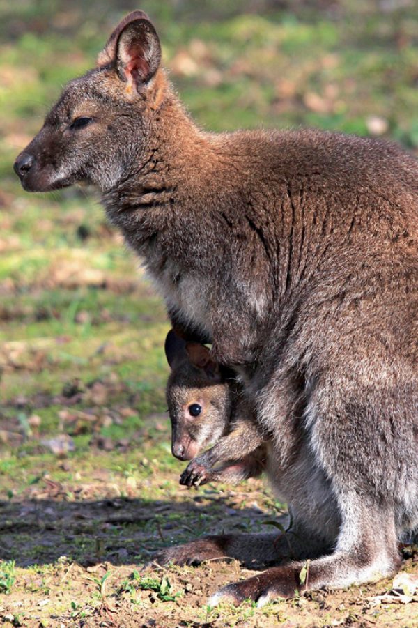 Le wallaby de Bennett et son bébé.