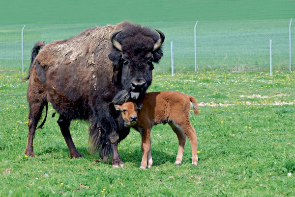 Le bison d’Amérique et son bébé.