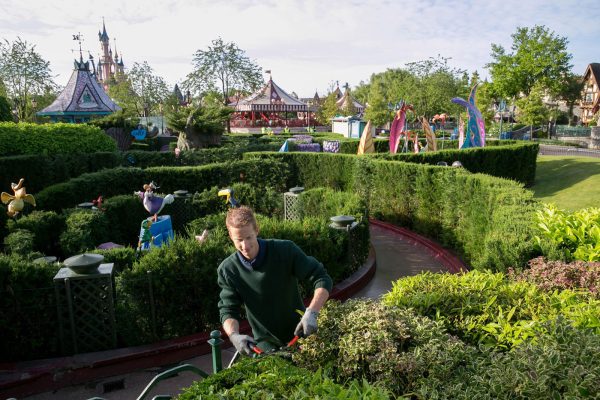 Dans le labyrinthe d’Alice, une attraction exclusive du Parc, les jardiniers ne manquent pas de travail.