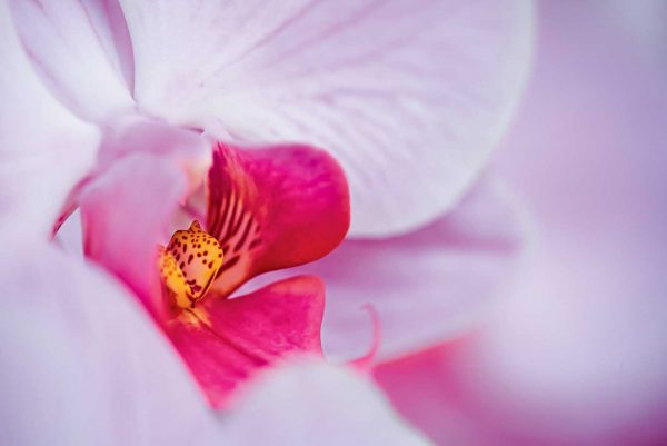 Une miniserre pour l’humidité, un pot lumineux assorti à sa carnation ou un sac en guise de cache-pot: pour quel écrin dernier cri optera cette orchidée?
