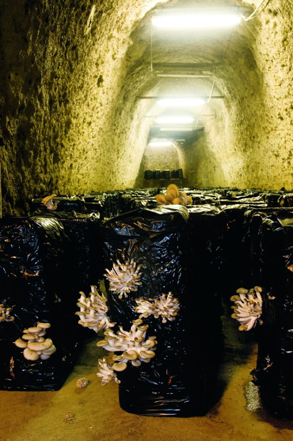 Pleurotes et shiitakés poussent sur des bottes de substrat ensemencé en mycélium. Les bottes sont importées de Bretagne.