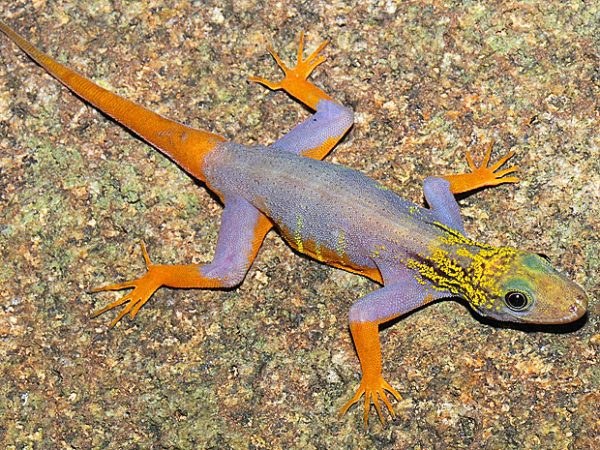 Psychedelic gecko (Cnemaspis psychedelica):