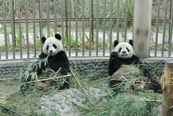 Huan Huan et Yuan Zi le 13 janvier, avant leur départ du centre de recherche de Chengu, dans la province du Sichuan.