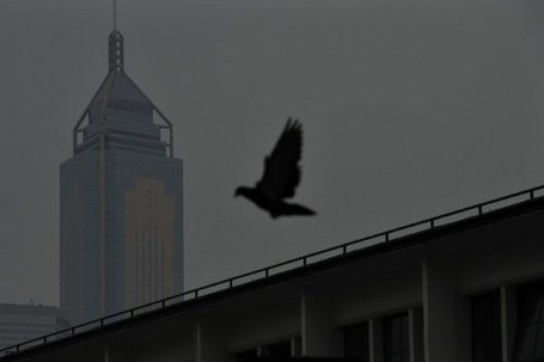 Un pigeon à Hong Kong le 20 décembre 2011.
