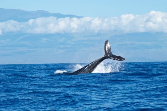 Nouvelle espece baleines Mexique