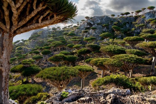 Socotra foret dragonniers Firmin ALAMY ONDREJ ZARUBA