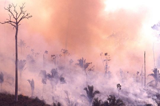 6 choses à savoir sur l'Amazonie et les terribles feux qui ravagent la forêt