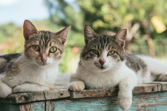 Job de eve vivre sur ile grecque pour soccuper de chats