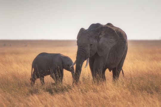 Pandemie naissance baby boom elephanteaux kenya