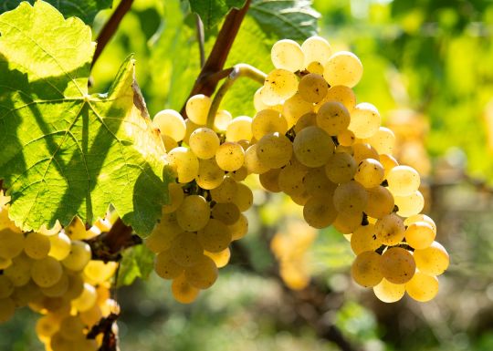 Comment deguster auxerrois vin frere chardonnay