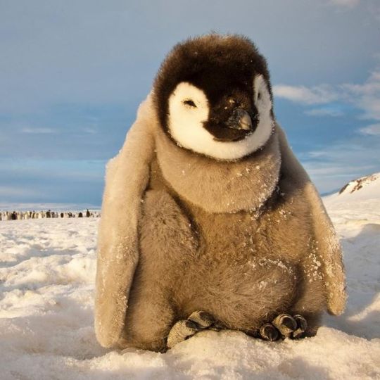 Trop chou: la Journée mondiale du pingouin