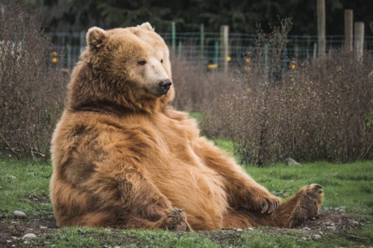 Ours alaska fat bear week hibernation concours