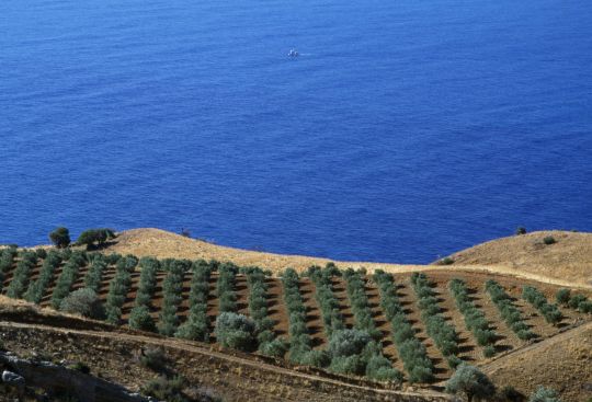 Greece olives
