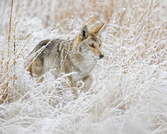 Coyote neige getty