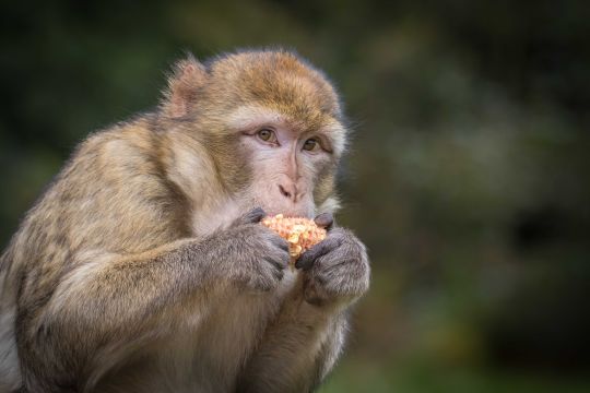 Macaque getty