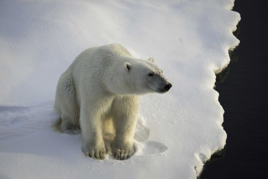 Ours polaire banquise arctique animaux