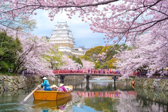 Istock fleurs de cerisier japon