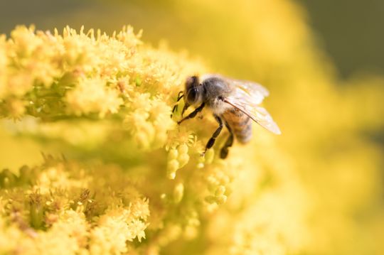 Retour pollen abeilles fleurs