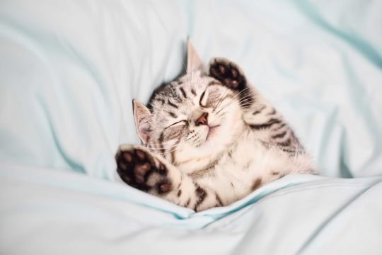 Chaton lit dormir sommeil animal chat