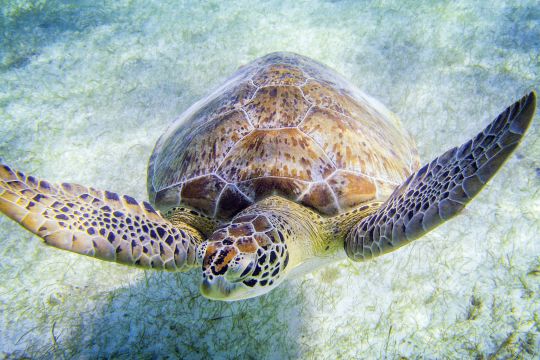 Lush fait campagne pour la sauvegarde des animaux marins avec sa Jelly Bomb Turtle