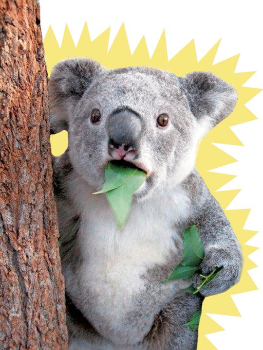 Koala jpg