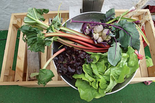 Salades de toutes sortes, rhubarbes, oignons... Cultivés de manière biologique, les produits des paniers ont une saveur incomparable.