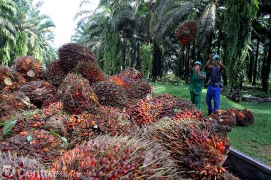 Des ouvriers agricoles récoltent des fruits de palmiers à huile dans une plantation de Medan, en Indonésie.