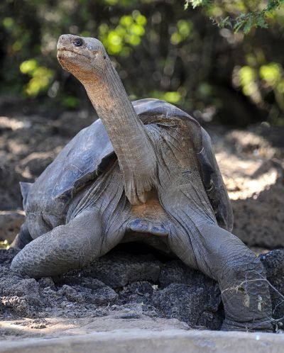 George le solitaire, tortue géante de l'île Pinta aux Galápagos.