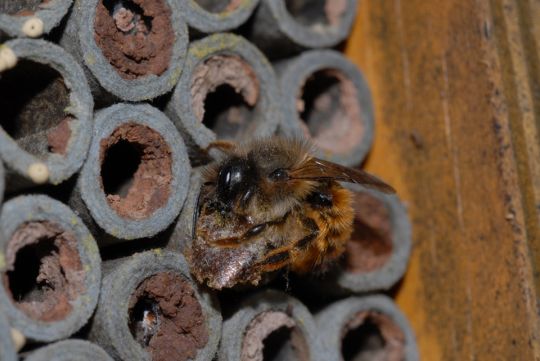 Les abeilles sauvages sont des hôtes appréciés dans un hôtel pour insectes.