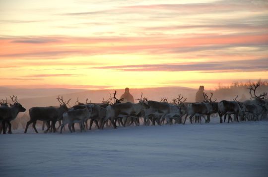 En Suède, le peuple sami se retrouve autour de trois dialectes principaux.