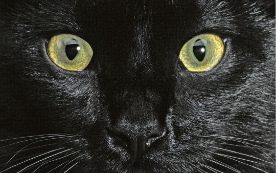Rêve: je me voyais en chat noir